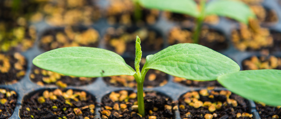 How to Seed Germination Process for Your Seedlings 