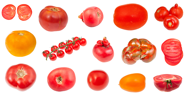 Best Cherry Tomatoes for Containers