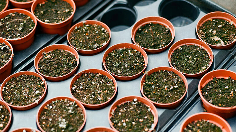 Germination of Seeds - Tray Pots
