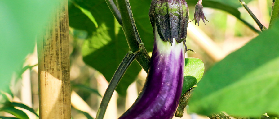Grow Eggplant Plant from Seed