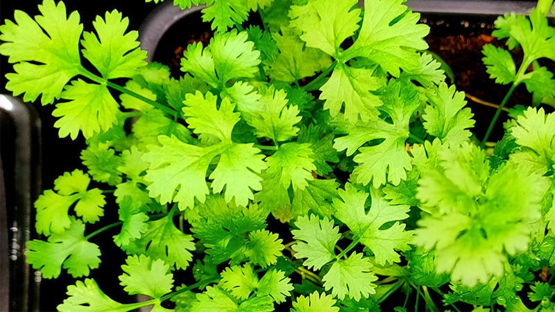 How to grow coriander from seeds