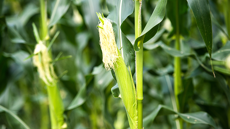 plant corn