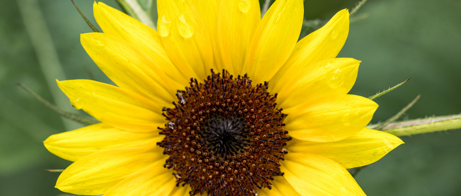 grow dwarf sunflowers indoors