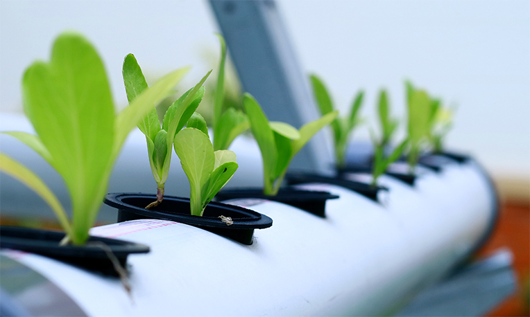 How to Germinate Seeds for Hydroponics Success