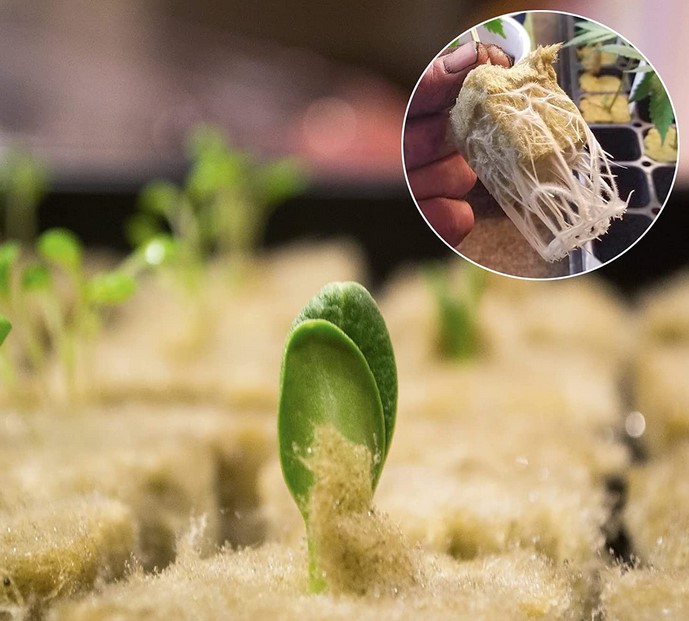How to Germinate Seeds in Rockwool