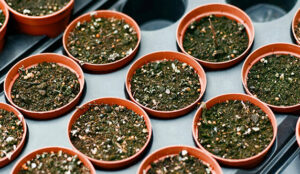 Germinating Seeds - Tray Pots