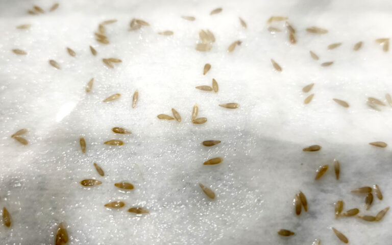 Paper Letuce 10 Amazing Steps for Germinating Lettuce Seeds in Paper Towel Like a ...