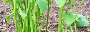 Menanam Kacang panjang
